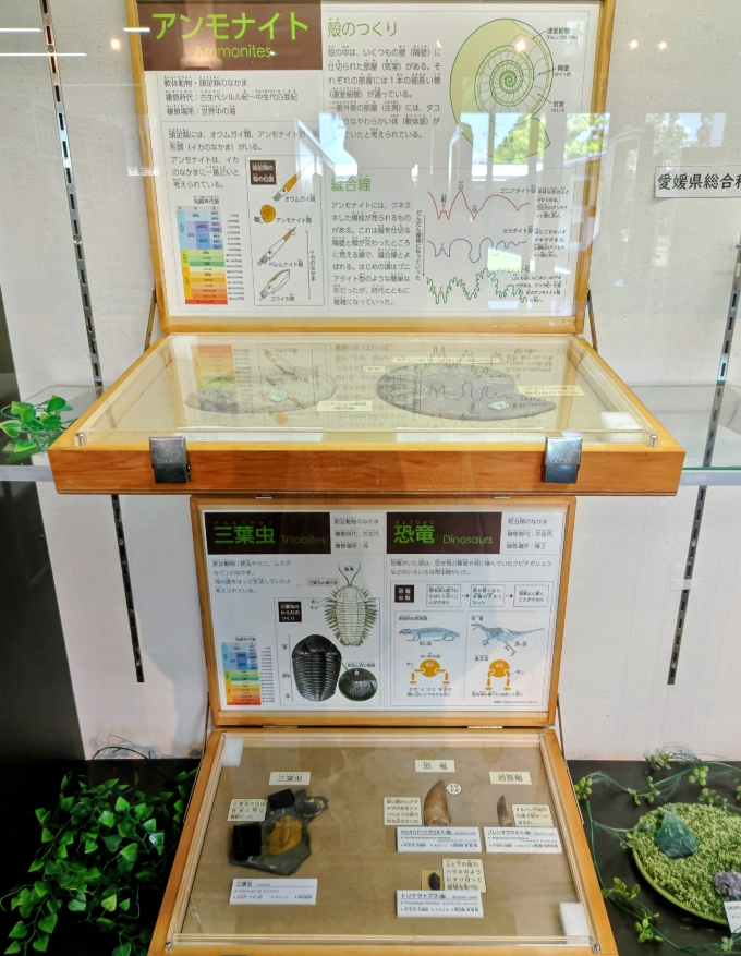 展示ケースに「化石標本」を紹介しています